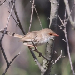 Malurus cyaneus (Superb Fairywren) at Hawker, ACT - 27 Feb 2024 by AlisonMilton