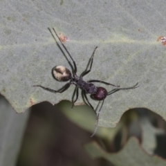 Camponotus suffusus (Golden-tailed sugar ant) at Hawker, ACT - 28 Feb 2024 by AlisonMilton