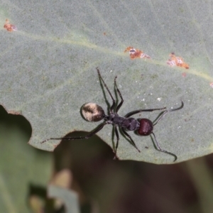 Camponotus suffusus at The Pinnacle - 28 Feb 2024