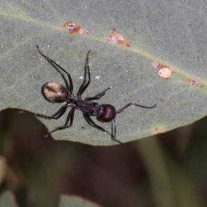 Camponotus suffusus at The Pinnacle - 28 Feb 2024