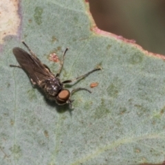 Unverified True fly (Diptera) at The Pinnacle - 28 Feb 2024 by AlisonMilton