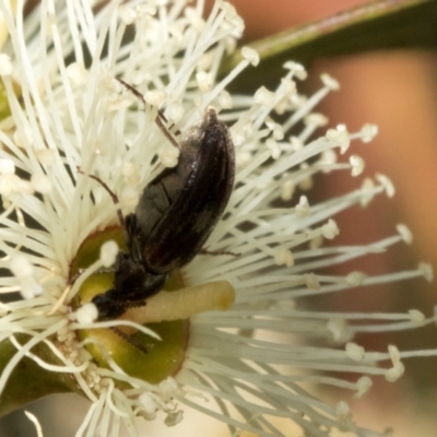 Scarabaeidae (family) (Scarab beetle, curl grub) at Hawker, ACT - 28 Feb 2024 by AlisonMilton