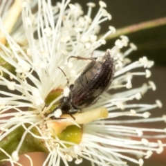 Scarabaeidae (family) at The Pinnacle - 28 Feb 2024