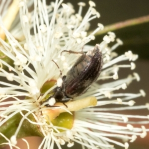 Scarabaeidae (family) at The Pinnacle - 28 Feb 2024