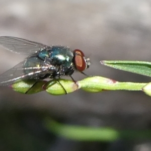 Calliphoridae (family) at QPRC LGA - suppressed