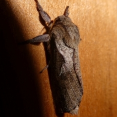 Elhamma australasiae (A Swift or Ghost moth (Hepialidae)) at QPRC LGA - 10 Feb 2024 by arjay
