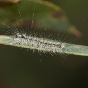 Anestia (genus) at The Pinnacle - 28 Feb 2024