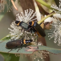 Chauliognathus lugubris (Plague Soldier Beetle) at Hawker, ACT - 28 Feb 2024 by AlisonMilton