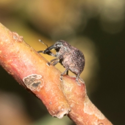 Unidentified Weevil (Curculionoidea) at Hawker, ACT - 28 Feb 2024 by AlisonMilton