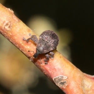 Cryptoplini sp. (tribe) at The Pinnacle - 28 Feb 2024