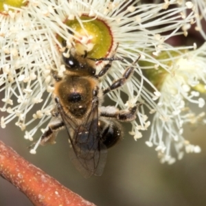 Leioproctus sp. (genus) at The Pinnacle - 28 Feb 2024