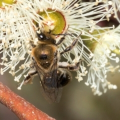 Leioproctus sp. (genus) (Plaster bee) at The Pinnacle - 28 Feb 2024 by AlisonMilton