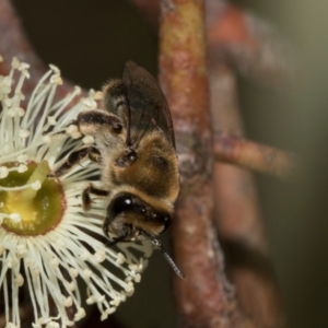 Leioproctus sp. (genus) at The Pinnacle - 28 Feb 2024