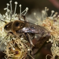 Leioproctus sp. (genus) at The Pinnacle - 28 Feb 2024