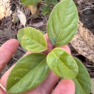 Viburnum tinus at Cook, ACT - 3 Mar 2024