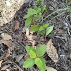 Viburnum tinus at Cook, ACT - 3 Mar 2024