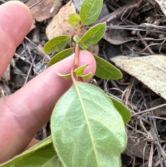 Viburnum tinus at Cook, ACT - 3 Mar 2024