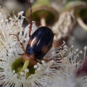 Phyllotocus bimaculatus at The Pinnacle - 28 Feb 2024 11:12 AM