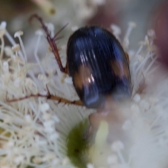 Phyllotocus bimaculatus at The Pinnacle - 28 Feb 2024 11:12 AM