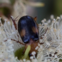 Phyllotocus bimaculatus at The Pinnacle - 28 Feb 2024 11:12 AM