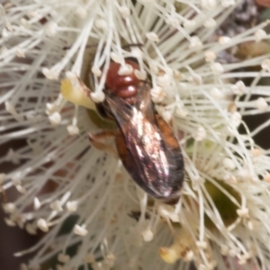 Euryglossa adelaidae at The Pinnacle - 28 Feb 2024 11:19 AM