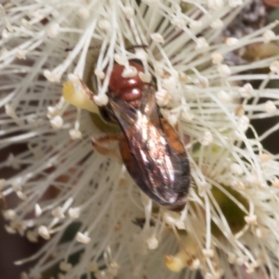 Euryglossa adelaidae (A native bee) at The Pinnacle - 28 Feb 2024 by AlisonMilton