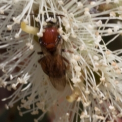 Euryglossa adelaidae at The Pinnacle - 28 Feb 2024 11:19 AM