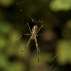 Plebs bradleyi (Enamelled spider) at Higgins, ACT - 7 Feb 2024 by AlisonMilton