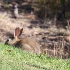 Oryctolagus cuniculus at Smithton, TAS - 10 Feb 2024 04:47 PM