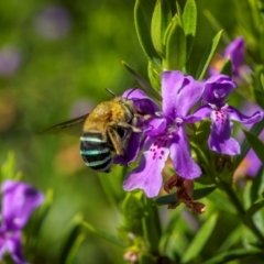 Amegilla (Zonamegilla) asserta (Blue Banded Bee) at Ainslie, ACT - 3 Mar 2024 by trevsci