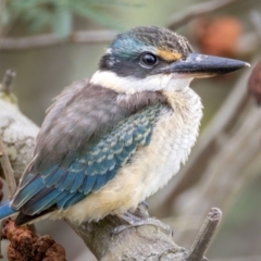 Todiramphus sanctus (Sacred Kingfisher) at Kambah, ACT - 2 Mar 2024 by BenHarvey