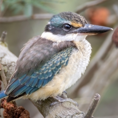 Todiramphus sanctus (Sacred Kingfisher) at Kambah, ACT - 2 Mar 2024 by BenHarvey