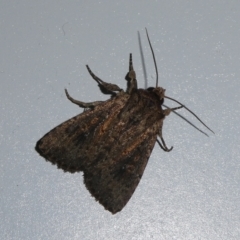 Dasygaster padockina (Tasmanian Cutworm) at Charleys Forest, NSW - 9 Feb 2024 by arjay