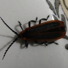 Achras limbatum (A net-winged beetle) at Charleys Forest, NSW - 8 Feb 2024 by arjay