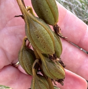 Dipodium roseum at Cook, ACT - 3 Mar 2024