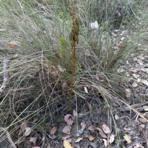 Dipodium roseum at Aranda Bushland - 3 Mar 2024