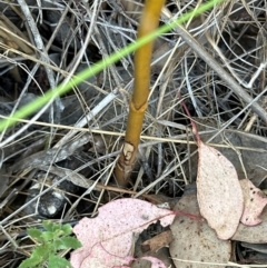 Dipodium roseum at Cook, ACT - 3 Mar 2024