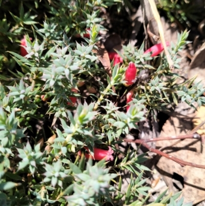 Astroloma humifusum (Cranberry Heath) at Greenleigh, NSW - 11 Feb 2024 by Zoed