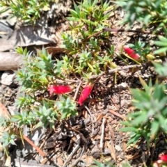 Styphelia humifusum at QPRC LGA - 11 Feb 2024