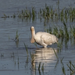 Platalea flavipes (Yellow-billed Spoonbill) at Jerrabomberra Wetlands - 3 Mar 2024 by rawshorty