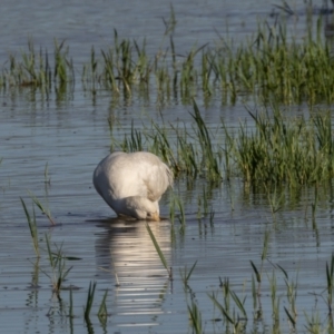 Platalea flavipes at Jerrabomberra Wetlands - 3 Mar 2024 08:37 AM