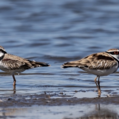 Charadrius melanops (Black-fronted Dotterel) at Fyshwick, ACT - 3 Mar 2024 by rawshorty