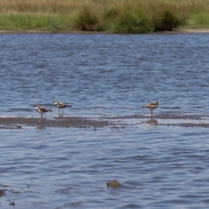 Charadrius melanops at Jerrabomberra Wetlands - 3 Mar 2024