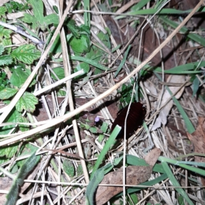 Platyzosteria similis (Red-legged litter runner) at Namadgi National Park - 2 Mar 2024 by VanceLawrence