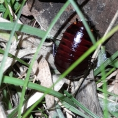 Platyzosteria similis at Namadgi National Park - 2 Mar 2024 09:01 PM