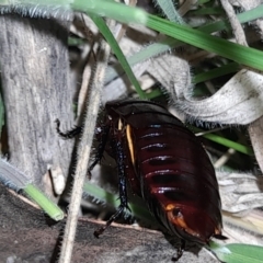 Platyzosteria similis at Namadgi National Park - 2 Mar 2024