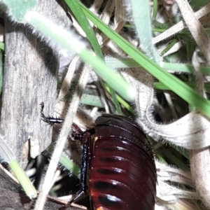 Platyzosteria similis at Namadgi National Park - 2 Mar 2024