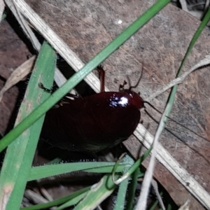 Platyzosteria similis at Namadgi National Park - 2 Mar 2024