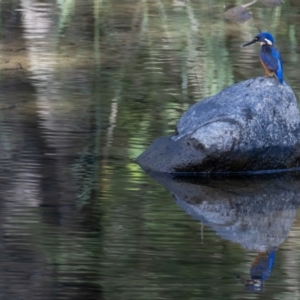 Ceyx azureus at Cotter Reserve - 1 Mar 2024