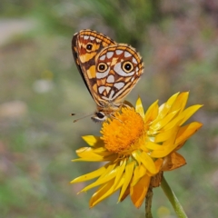 Oreixenica lathoniella (Silver Xenica) at Harolds Cross, NSW - 3 Mar 2024 by MatthewFrawley